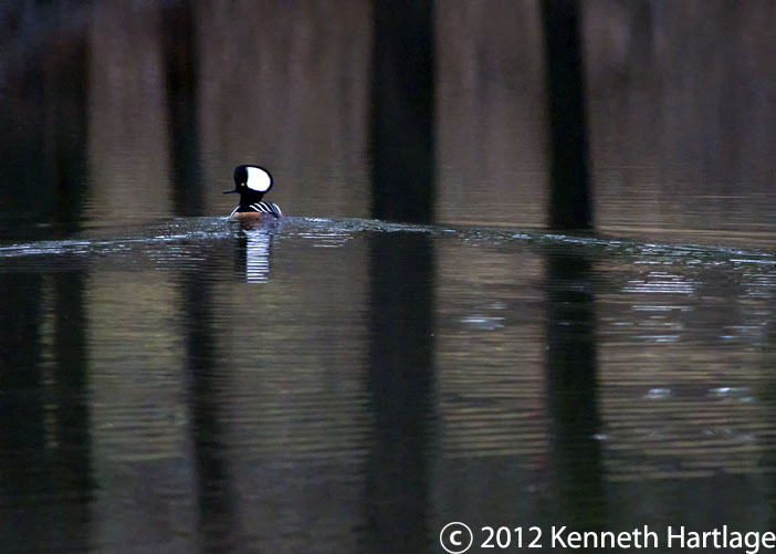 hooded merganser